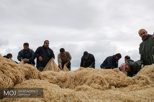 فصل صید ماهیان استخوانی از دریای خزر