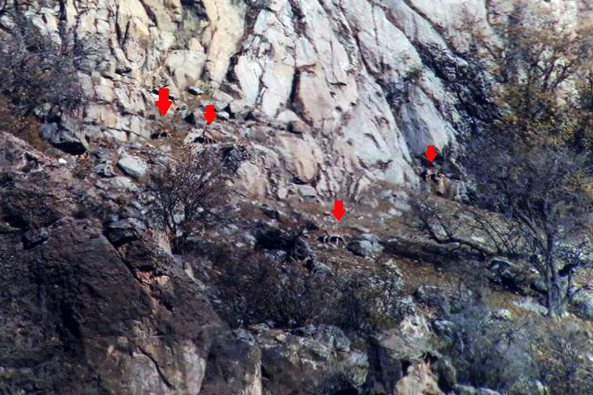 سرشماری وحوش