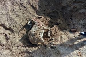 دستگیری شکارچیان متخلف در  پناهگاه حیات وحش شیرکوه 