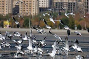 سرشماری پرندگان آبزی و کنارآبزی تالاب‌های چهارمحال و بختیاری