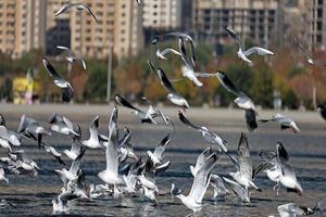 سرشماری پرندگان آبزی و کنارآبزی تالاب‌های چهارمحال و بختیاری