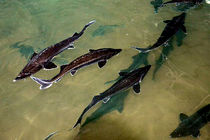 سبزوار، قطب تولید خاویار در غرب خراسان رضوی