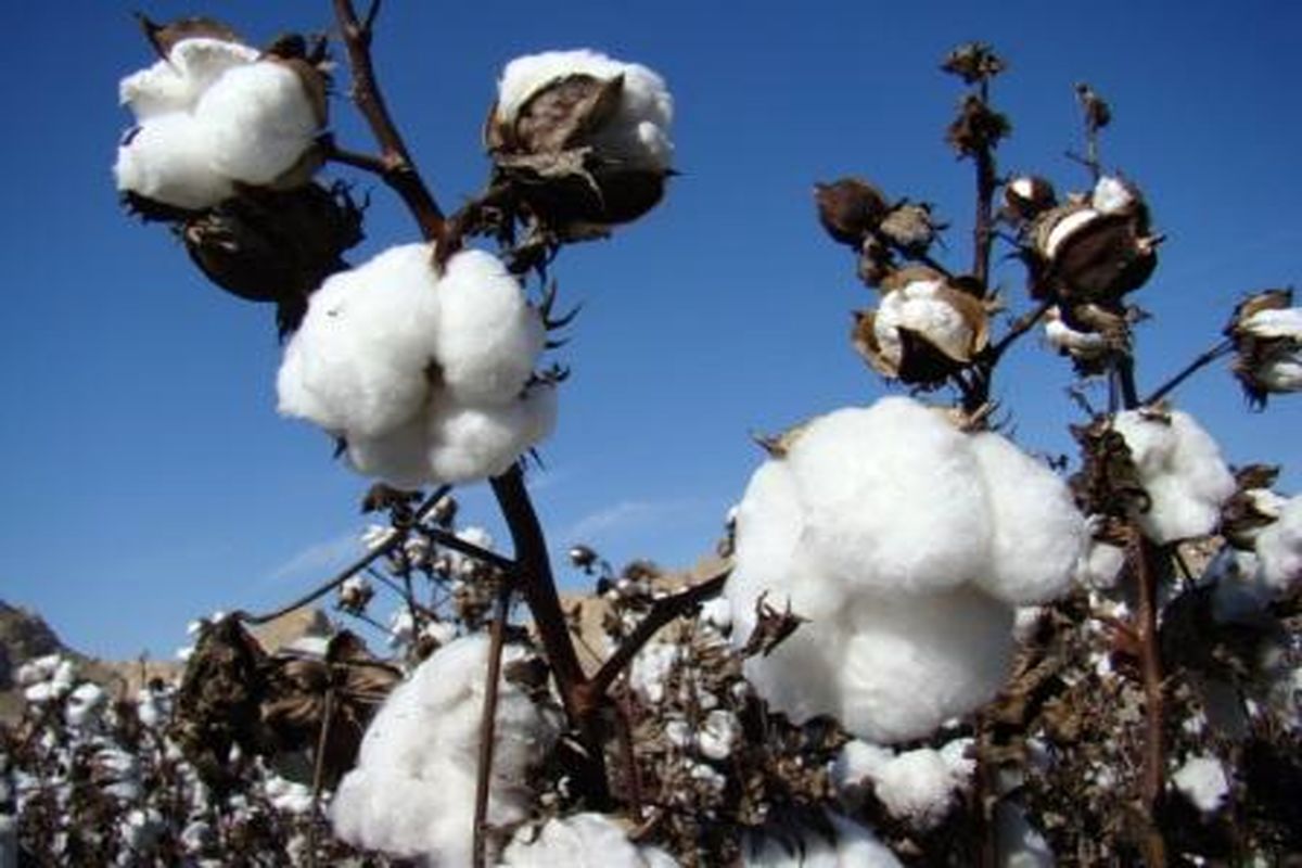 بخش احمدی حاجی آباد