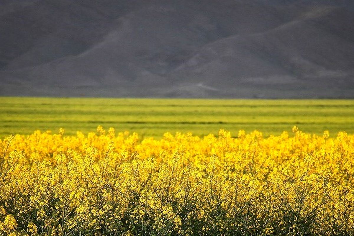 ۷۰ هزار هکتار کلزا در استان گلستان